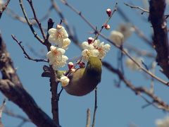 熱海の梅と桜