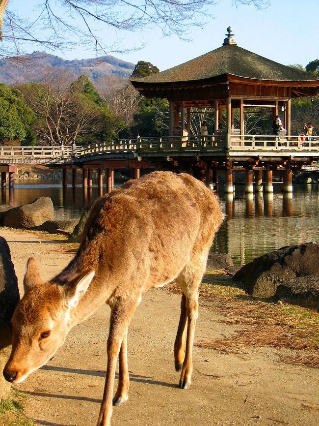 春日大社の節分万燈篭を鑑賞する為に　久々に奈良公園へ行って来ました。<br /><br />冬とは思えない　うららかな陽気に誘われて　日暮れまでは奈良公園近辺をそぞろ歩き。鹿さん達に遊んでもらって来ました。