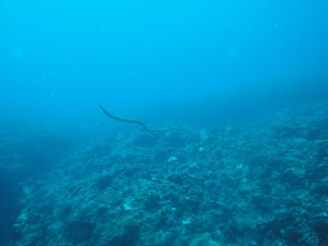 久米島は２年ぶりです。冬の時期は初めてです。久米島は楽天球団キャンプ地で有名です。ついでに広島ＣＡＲＰキャンプも見る事にしました。<br />宿はガラガラと予想していましたが、どこも満室でした。<br />民宿/ＨＯＴＥＬ予約できず、「ドミトリー」泊まる事になりました。<br /><br />最終日は、那覇から沖縄市に向かい念願のＣＡＲＰ　キャンプ見る事ができました。<br /><br />２月２日　京浜急行で羽田空港へ<br />　　　　　羽田??那覇　ＪＡＬ1901　那覇?久米島　ＲＡＣ87<br />　　４日　久米島??那覇　ＲＡＣ878　バスで沖縄市<br />　　　　　那覇??羽田　ＡＮＡ992<br />　　　２?３日　4ＤＩＶＥＳ　　　　