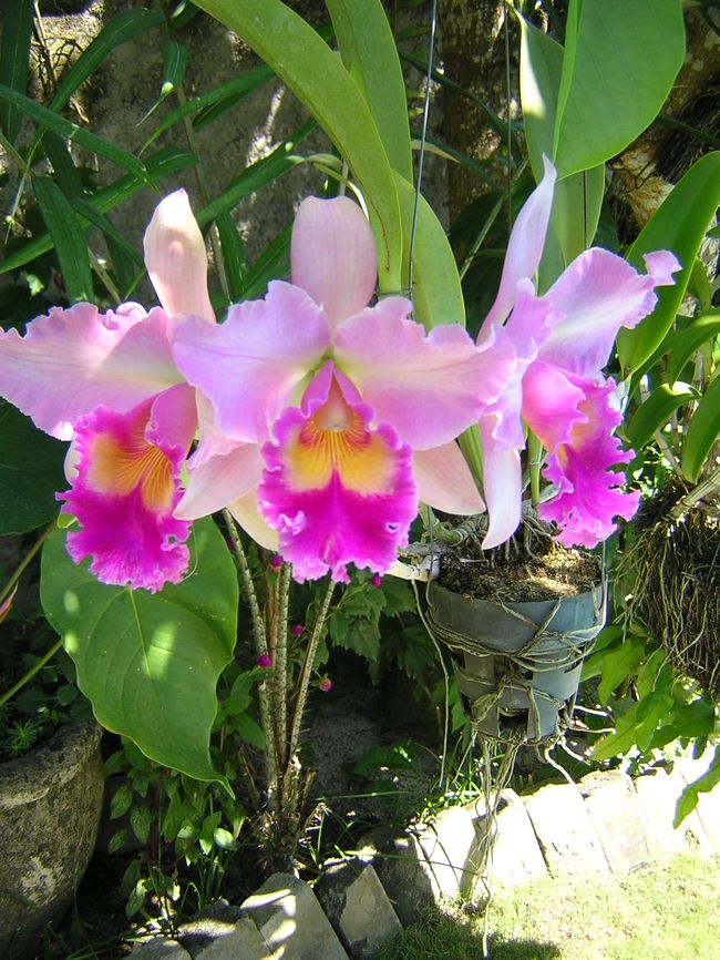バリ島は年間をとおして平均気温２５度です。乾期と雨期があります。<br />この花はカトレアの大輪の花です。日本では冬の管理が難しくて素人で咲かせるは大変です。バリ島でな年に２回ないし３回花を咲かせます。香りも良いです。常夏の魅力の一つです。