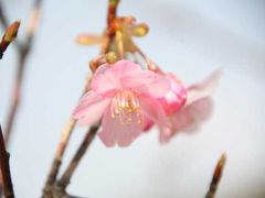 南伊豆“みなみの桜と菜の花まつり”=青野川編=