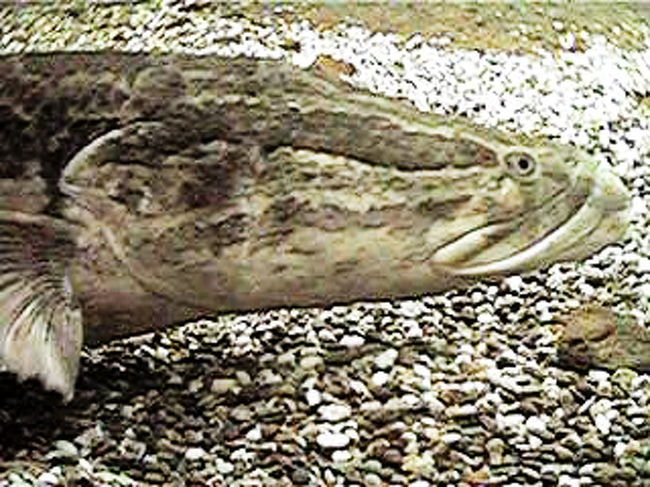琵琶湖博物館は日本一の水族館 草津 滋賀 滋賀県 の旅行記 ブログ By Yohnisさん フォートラベル
