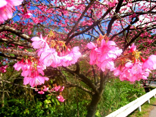 この時期来たんなら、見とかなきゃぁ！<br /><br />道沿いにたんかんを販売している姿を多く眺めながら、あのでっかい大根100円！と感心しながら車は84号線を進んでいく〜。<br /><br />街中はまだ名護市内でも殆ど咲いてもいなく、ぱらぱら程度であった桜も桜祭りの垂れ幕ある辺りでは、木により満開のものも有ったりして、そろそろだな(^^)と心躍りながら、前を走る何台もの車が八重岳へと左折していくのでした。<br /><br />何だ！皆ココ目的かいな！<br /><br />平日の正午前、何件か通り過ぎたそば屋さんの店頭には、徐々に駐車場が埋まっていく姿を見ながら、空腹我慢しながら到着した八重岳には結構な車が…