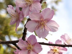外房勝浦の自然と景色・花　３　「今年１番の桜が咲いた」