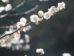 リベンジ・熱海梅園の梅まつり