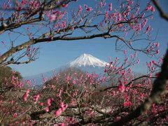 岩本山からの梅と富士山