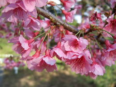 奄美?･･･島の春2007　桜と波乗りとタンカン