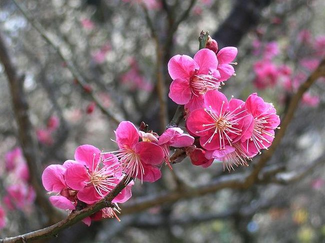 梅の季節到来。ちょっと遠征してみましょう、というわけで海岸リゾート熱海に行ってみました。<br />何しろ熱海は「日本一早い梅。日本一遅い紅葉」がキャッチフレーズ。その上、この時期は熱海桜もあるし梅がダメなら桜と、はずれがない便利な土地です。<br /><br />熱海梅園は内務省衛生局長・長与専斎が発案、横浜の豪商・茂木惣兵衛らが造園して明治１９年に開園。その後御料地とされ、戦後の昭和２０年に国有地、昭和３５年にようやく熱海市に払い下げられ一般公開に至りました。かれこれ１００年以上の歴史があります。<br />地形を上手に利用して雅びた雰囲気もあり、歴史の分だけ古木も多い庭園です。広さはおよそ４ｈａ。６４種７３０本余りの梅が咲き誇っています。<br /><br />梅園だけでなく町も面白いです。一時代前の寂れた温泉地というイメージとは裏腹に、地中海を思わせる明るく美しい海岸線。変化に富んでいて飽きません。さすがに横綱級の観光地です。<br />ついでに得意の日帰り海外旅行も楽しめました。<br /><br />そんな熱海の濃厚な一日を綴ってみました。<br />これで静岡県も制覇しました。