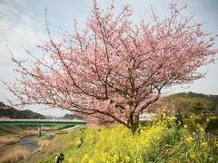 青野川の菜の花と河津桜