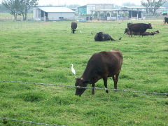 美ら島紀行、癒しの黒島一人旅
