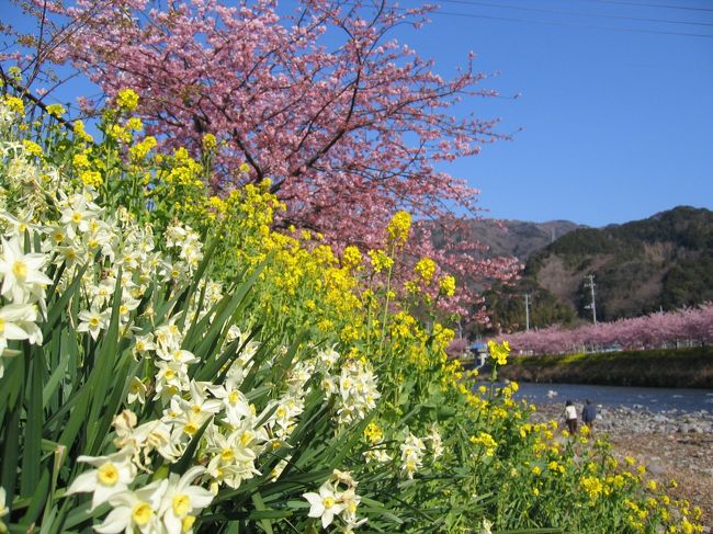 一足早く咲く河津桜を眺めるため<br />伊豆半島の河津に行ってきました。