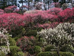 梅香る池上を行く