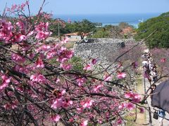 花咲く沖縄へ　桜咲く今帰仁城址編ー?