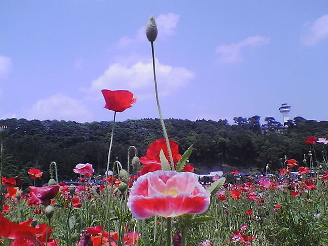 お丸山公園にそびえ建つ喜連川スカイタワーの麓付近にポピー畑があってお花を摘んできました。<br />スカイタワーをバックに撮ってみました。