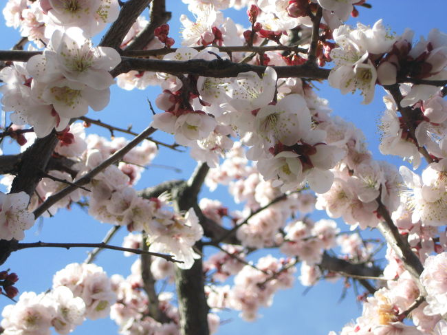 一度はまるといろんな姿を撮りたくなる花───梅はまさしくその一つです。<br />花の形は同じだけれど、いろんなアングルで撮りたくなります。<br />撮っても撮っても飽きない梅。<br />できれば満開の梅林でたくさんの梅に囲まれたい───そう思って、欲張りな私は、梅の名所にすでに２ヶ所出かけているのに、あともう１ヶ所行きたいと目をつけていたところがありました。<br />だけど、残念！───時間と体調から、そちらに今年は断念しなければならないようです。でも、名所でなくても、たくさんでなくても、手近な一本だけの梅だってやっぱり梅。<br />満開の木が一本もあれば、ワクワク。いろんなアングルで撮ろうと夢中になって、つい時間を忘れてしまいます。<br />それに、目をつけていたご近所さんの遅咲き（たぶん）の梅がどうやら満開を迎えたようです。<br />平日、月夜の下でおぼろに光る白い花が日々増えていくのを眺めるたびに、週末を楽しみにしていました。私が撮るまで、まだ散りませんように、と祈りながら。<br />待ちに待った週末、遠くの梅よりまずは近くの梅！───とばかりに、早速カメラを持って、自転車を走らせました。<br /><br />この旅行記では、遅咲き（たぶん）でやっと満開を迎えたご近所さんの白梅の他に、その前日、文楽鑑賞に出かけたときの国立劇場前の、もう散りはじめた「白加賀」の、残り少ない花が雨にしとしと濡れている様を撮ったものも一緒に載せてることにしました。