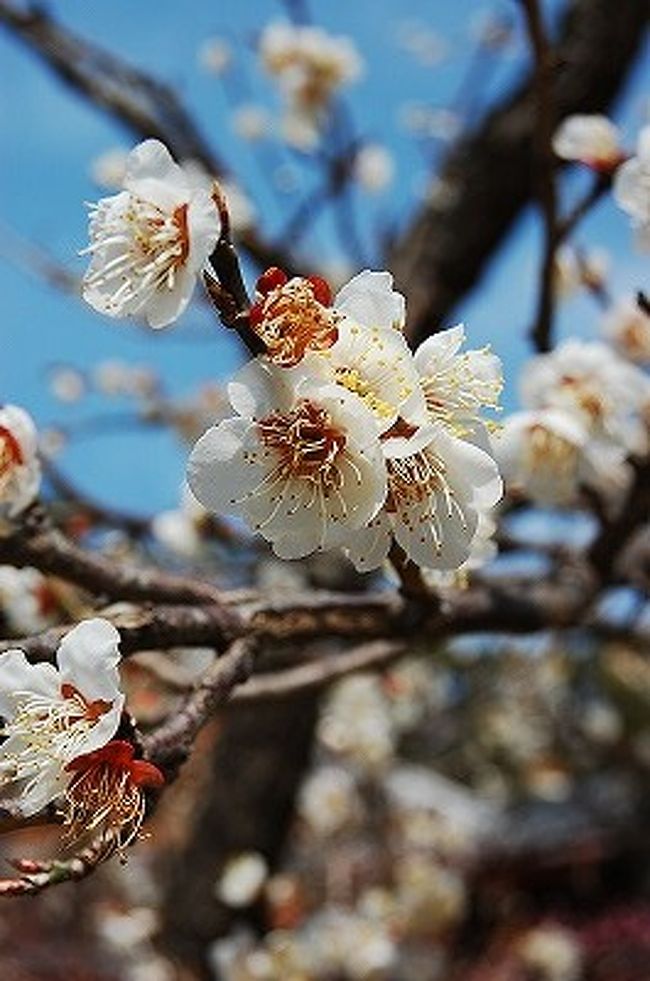 最近のマイブームは「ひとり旅」。<br />今回は1泊で、福岡に行って来ました。<br /><br />目的の第1番目は、九州国立博物館で開催されている「プライスコレクション 若冲と江戸絵画展」を観る事。<br />この展覧会は東京→京都→福岡→愛知と移動(予定)。<br />東京でやってる時から、観に行こうと思っていたのが、あっという間に時は過ぎてしまったもの。<br />九州国立博物館での展示は2007年1月1日~3月11日です。<br /><br />ちょうど太宰府天満宮の有名な梅の花も咲いているだろうし。<br />お花見もして、名物・梅ヶ枝餅でも食べてこようっと。<br /><br />というわけで思い立って、ホテルを予約してふらりと行って来ました。