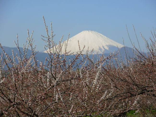 青い空、真っ白な雪に覆われた雄大な富士山。今が一番きれいに見えます。春の香りのする梅林を歩いてきました。