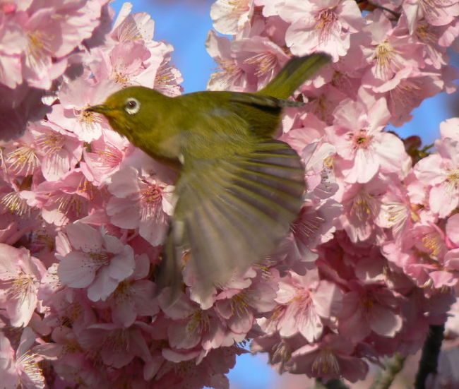 三島大社の河津桜に集まる野鳥達に魅せられて毎朝出勤前に通ってます。<br />今年は記録的な暖冬だからか３月を待たずに散り始めた河津桜の甘い蜜に誘われて集まってくるメジロなどの野鳥達。<br />それから、通勤途中に撮った写真をアップいたします。<br /><br />これらの写真でミシマのブログの写真は１０，０００枚に達しました。<br /><br />赤い文字で”※旅行記に登録できる写真は最大10,000枚です。”<br />との警告があるので、ミシマのブログはこれで終わりになってしまうのか・・・<br /><br />只今４トラベルに確認中。<br />システムエンジニアに確認を取って、追ってメールを頂けるとのことです。<br /><br />これまで多くの皆様のご訪問有難うございました。<br /><br />今後とも宜しくお願い致します。