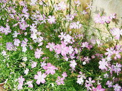 Pakistan 　カラチは花の季節です　Garden Meeting  ～ミツバチばあやの冒険～