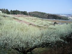 奈良追分梅林、春はそこまで！