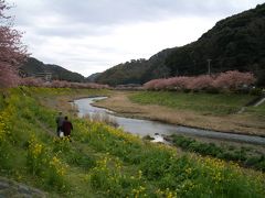 南伊豆「みなみの桜と菜の花まつり」の旅