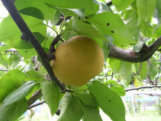 梨狩りをしてきました。滋賀県の東近江市まで。でもって、その後、一般道を北上し、彦根城を堪能してきました。