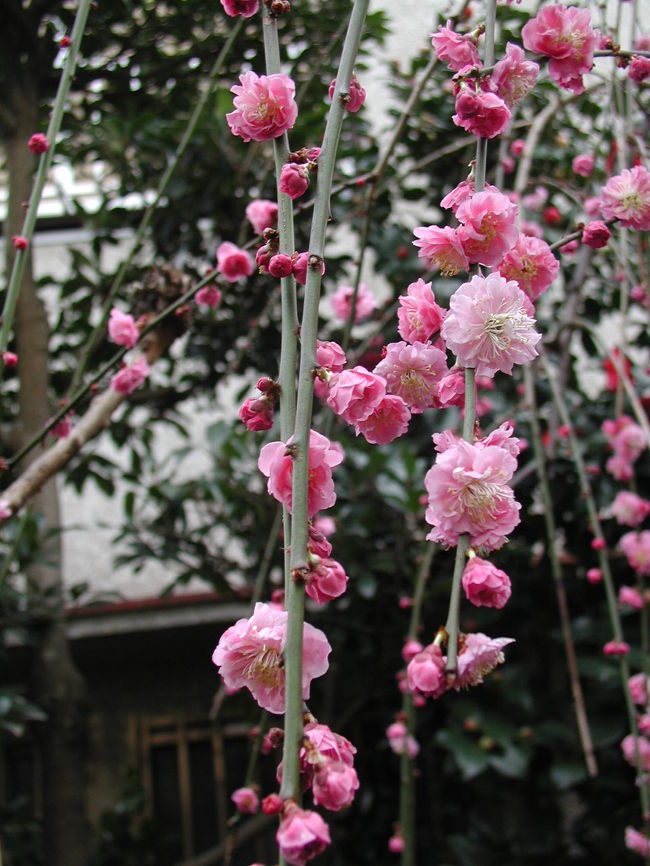 春の嵐が過ぎ去った早春の穏やかな午前、我が家の庭の花たちが競って咲き始めました。