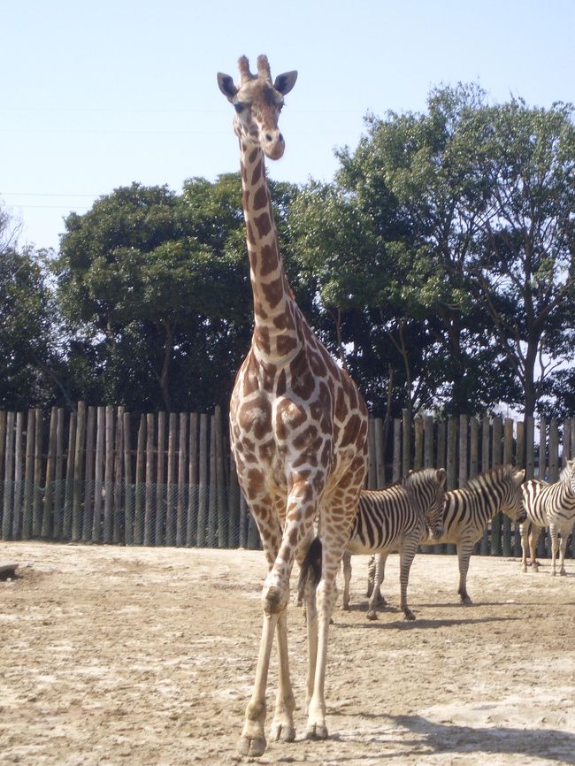 年甲斐もなく、東武動物公園に参上。<br />目的はレジーナ♪(←みんな知ってるかな?!)しかーし！！<br /><br />強風のため運転中止･･･ってTDLかよー<br /><br />ってことで浮きまくりながら、幼児にまじって動物園に遠足に行きました。<br /><br />