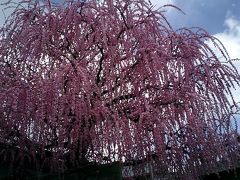 2007  奈良、月ヶ瀬の民家で見つけた枝垂（しだれ）梅。造花ではありません。