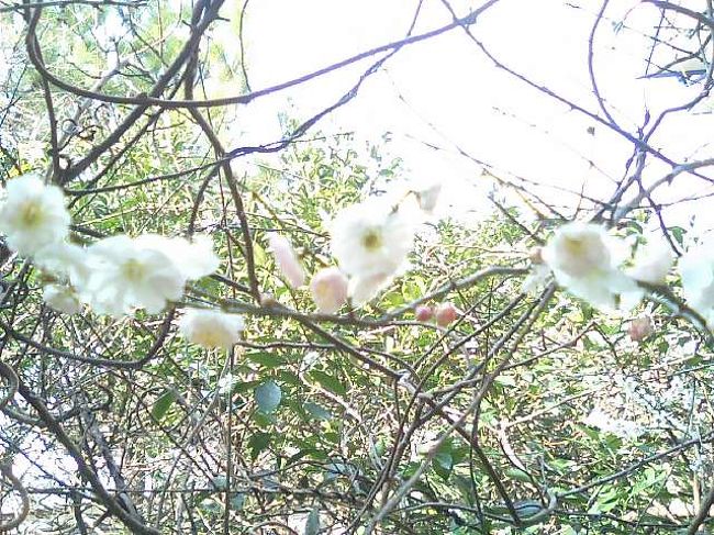 ウメ（梅）は、バラ科サクラ属の落葉高木、またはその果実のこと。学名はPrunus mume。中国原産で日本には古代に渡来した。日本の気候に馴染んでいないため、2月頃という花粉を媒介してくれる虫の少ない時期に花を咲かす。アンズの近縁種であり、容易に交雑する。野梅系の果実は小型であり、果実を利用する豊後系ではアンズとの交雑により大型化している。ただし、完熟しても果肉に甘味を生じることはない。<br /><br />花芽はモモと異なり、一節につき1個となるため、モモに比べ、開花時の華やかな印象は薄い。1〜3月に5枚の花弁のある1〜3cmほどの花を葉に先立って咲かせる。花の色は白、またはピンク〜赤。葉は互生で先がとがった卵形で、周囲が鋸歯状。果実は2〜3cmのほぼ球形の核果でみの片側に浅い溝がある。6月ごろに黄色く熟す。七十二候の芒種末候には梅子黄（梅の実が黄ばんで熟す）、とある。梅には300種以上の品種があり、野梅系、紅梅系、豊後系の3系統に分類される。梅の実を採るのは主に豊後系である。<br /><br />江戸時代以降、花見といえばサクラということになっている。平安時代以前は「花」といえば梅を指すことが多かったが、平安時代からの和歌などで単に「花」とあった場合、多くは桜のことである。<br /><br />ウメの語源は中国語の「梅」（マイあるいはメイ）といわれる。伝来当時の日本人は、鼻音の前に軽い鼻音を重ねていた（現在も東北方言などにその名残りがある）ため、meを/mme/（ンメ）のように発音していた。これが「ムメ」のように表記され、さらに読まれることで/mume/となり/ume/へと転訛する。一方で、今も「ンメ」のように発音する方言もまた残っている。<br /><br />ただし/ume/が先にあって、唇音の/u/が次にくる唇音の/m/に同化する音韻過程により/mme/へと変化したとする説も存在する。他にも幾つかの異説があり、現在のところ、どれもまだ定説となるに至っていない。<br />