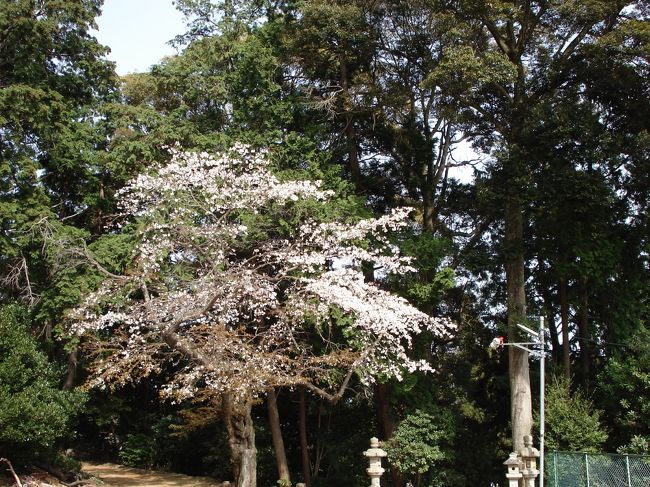 2006年の神社にある桜・しだれ桜