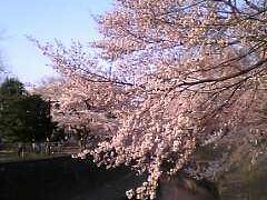 2005 花見～善福寺川緑地 　