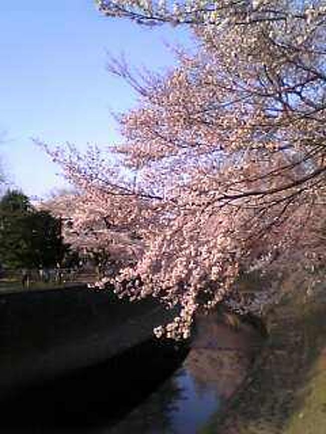 あと数週間で､今年(2007年)も花見の季節がやってきます。<br />今年は､どこで花見をしようかなぁ､なんんて考えていたら<br />一昨年の花見のことを思い出しました。<br />意外に写真をとっていたのでアップしてみました。<br /><br />友人達と善福寺川緑地で花見をした時の桜の写真です。<br /><br />善福寺川緑地は､善福寺川に沿って全長約4.2kmの帯状に続く緑地で武蔵野の面影を残す木立に約400本の桜が川に沿うようにして咲いています。<br />はじめて､訪れたのですが桜が素晴らしく､花見のにぎやかな雰囲気もあり良いところでした。  <br /> <br />８人で陣を構え呑んで食べて！<br />夕方まで盛り上がりました。<br />帰りは､荻窪まで歩いて(かなりかかった…)電車に乗り<br />新宿に出て､朝まで呑んでしまいました。<br /><br />この桜を見て､今年はもう少し我慢します。<br /><br /><br /><br />(携帯電話SH505iで撮影)<br /><br />