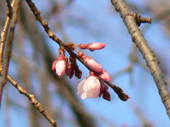 ２００７．０３．０９ 早くも開花 三嶋大社の枝垂れ桜