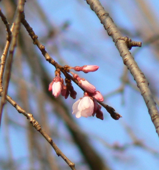 今朝も晴れていたので、出勤前に三嶋大社に寄りました。<br />昨日まで赤い蕾を膨らませていた枝垂れ桜が開花していました。<br />今年の冬は記録的な暖冬なので、それが影響しているのでしょうか。<br />この分では来週には満開、春休みには葉桜になってしまっているのではないでしょうか。<br />テレビなどでも言われ続けていることですが、今年の花見は計画を前倒しにしないといけなくなりそうです。<br />僕は、ことし初めて本場の吉野の桜を見に行く予定ですが、綺麗に見えるのは上・中・下どこの千本桜でしょうか。