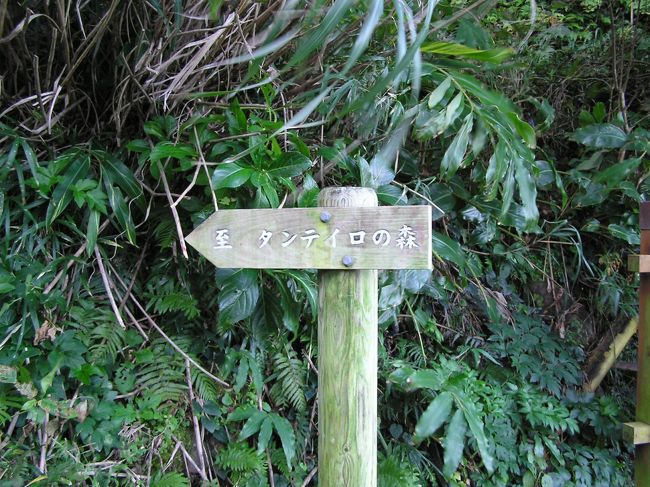 御蔵島　「タンテイロ巨樹の森」