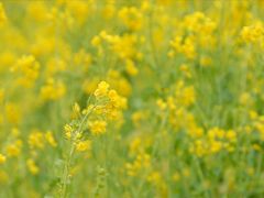 内房　伊予が岳と富山