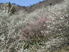 行道山から梅林の西渓園へ