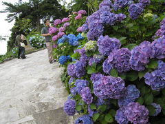 下田公園（紫陽花）＠伊豆旅行3日目