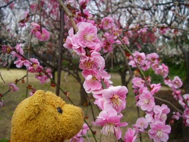 梅見に行きたくて、えっちら行ってみました。<br />でも少々遅すぎ、殆ど盛り終わってました（涙<br /><br />「吉野梅郷」は昔行ったけど遠かったよなぁ〜と思って、<br />最初は高尾に行くつもりでした。<br />でも開花予想＆電話での問合わせでは高尾は五分咲きとの事だったので、<br />「梅まつり」中の「府中郷土の森」に行先変更。<br /><br />京王線＆南武線の「分倍河原駅」からバスで行きましたが１０分もしないです。<br />９時〜１７時、入園２００円（公園）<br />敷地の中には移設された古民家やプラネタリウム（別途６００円）があります。<br />１０時ごろ着いた時みたらＰ余裕だったけど<br />１３時のビール工場行きのバスから見た時は満車でした。<br /><br /><br />梅はとてもたくさんの種類がありました。<br />が、、咲いてる木も少なく（遅咲きも終わりみたいでした）<br />色も褪せ気味、香りも飛んでしまってたみたい。<br /><br />盛りだったら見事だろうなぁ〜〜〜<br />さぞや、かぐわしかったろうなぁ〜〜〜〜<br />。・。゜（／０\）゜。・えーーん<br /><br />その後「サントリー武蔵野ビール工場」へ見学に行きました。<br />郷土の森⇔工場間は２月〜９月末の土日祝日に無料送迎バスが出ています。５分位です。<br />梅は終わってしまったけれど<br />この先、桜の季節もあるし、お花見＆ビールが楽しめそう（ｗ<br /><br />当日お昼頃「郷土の森」から電話して（携帯って便利ね）<br />１３時半の回を予約。<br />お弁当を芝生で食べてから見学に向かいました。<br />