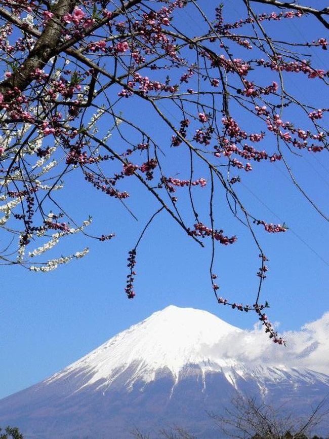 日頃見慣れている富士山ですが、この日は朝から晴れてあまりに綺麗だったので、お昼休みに富士山撮影の有名スポット岩本山公園に行って富士山の写真を撮ってきました。<br />公園内には沢山の梅が咲いていて、平日だというのに大勢のカメラマンやアベックが来ていました。<br />岩本山は富士市と富士宮市の境にある標高１００メートル余りの山で、頂上に整備された公園があって、展望台、芝生の広場、クレー射撃場などがあります。<br />また、園内の丘にはたくさんの梅や桜の木が植えられて、花見のスポットとしても知られはじめました。