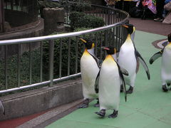 2007年　上野動物園　ペンギンのお散歩