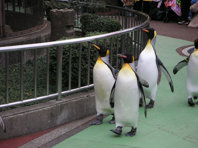 上野動物園でオウサマペンギンのお散歩が見られると知り、行ってきました〜。
