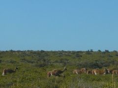 お尻大作戦＠リオ・ガジェゴス