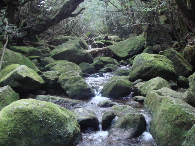 2月13日　屋久島　白谷雲水峡　トレッキング<br /><br />屋久島侵攻の最大の目的は、樹齢数千年の屋久杉の見学だ。<br /><br />そのためには、自分の足で山を歩けなければならない。いくつかのトレッキングコースがある。<br /><br />１、大株歩道〜縄文杉<br />　トロッコの軌道を前半は歩き、三代杉、大王杉、ウィルソン杉、縄文杉など、樹齢2000年〜3000年の屋久杉を見ることが出来る。しかし、歩行距離は22キロ　歩行時間は10時間もかかる。<br /><br />２、宮之浦岳登山（淀川〜荒川）<br />九州で最高峰（標高1936メートル）の宮之浦岳を登り、山小屋で1泊して翌日、縄文杉を見学するコース。歩行距離は24キロ　歩行時間は14時間　1泊2日の上級者向けコース<br /><br />３、白谷雲水峡<br />白谷川の清流を眺めながら登り、途中で映画『もののけ姫』のモデルになった、もののけ姫の森などを見学し、二代杉、くぐり杉、七本杉など樹齢2000年級の屋久杉が点在する。歩行距離4.2キロ　歩行時間4時間　中級者向き<br /><br />４、ヤクスギランド<br />30分〜150分のコースが整備されていて、体力に合わせてコース選択が可能だ。千年杉、双子杉、母子杉など、樹齢1000年〜2000年の屋久杉が点在する。初心者向き<br /><br />山歩きが慣れていない人は、ガイドをつけてトレッキングしたほうがいい、事前に予約することもできる。１，２のコースの場合は、ホテルの出発は早朝5時前後になる。。<br /><br />私は、普段、大日本愛国党のS氏と軍事訓練しているので、ガイド無しで、日帰りコースの３、白谷雲水峡のコースにした。<br /><br />屋久島３滝の見学のあと、さらに、７７号線を左回りに進み、宮之浦港から白谷広場に向けて左折する。そして１２キロほど、時間にして車で約３０分、山道を走行する。<br /><br />途中の道から見える景色はなかなかものだ。工事中で一方通行の箇所もあり、なかなか白谷雲水峡に到着しなかった。<br /><br /> <br /><br />11時すぎに、標高６２０メートルの白谷広場に到着した。左奥の駐車場はほぼ満車だった。（駐車無料）<br /><br />管理棟で、森林協力整備金300円を支払い遊歩道に突入した。<br /><br /> <br /><br />階段を上がり、白谷川を左手に見て進むととすぐに　飛流橋が左手に現れる。<br /><br />この橋を渡ると、憩いの大岩の出現だ。滑りやすいこの岩を登ると、<br /><br />さっそく、2代杉（屋久杉）の登場だ。さすがにでかい、しかしこれから見る屋久杉はもっと大きいものばかりだった。<br /><br />さらに先に進むと岩の間を水しぶきを上げて流れる飛流おとしの滝を見ることができる。<br /><br />脇にはベンチもあるのでゆっくりと鑑賞したい。<br /><br />整備された階段の坂をさらに登ると、さつき吊橋が出てくるが、ここは、左に渡り、楠川歩道を歩行する。ここからは、苔だらけの道だ。すべりやすいので注意しよう。<br /><br />楠川歩道とは、<br />　江戸時代に伐採した屋久杉を運び出すためにつくられた花崗岩敷の歩道だ。<br /><br />道がわかりにくくなるが、ショッキングピンクのリボンが、ところどころに結び付けてあるので、これをたよりに進むことになる。<br /><br />まだ昼間なのに、薄暗く、化け物がでそうな寂しい道だ。時々すれちがうハイカーだけが頼りだ。<br /><br />時々、綺麗な滝が現れたり、沢を渡る。大雨のあとは沢をわたることができなくなることもあるようだ。<br /><br />地面は木々の根が無数に出ていて歩きにくい。。。<br /><br />約30分で、原生林歩道と白谷小屋との分岐点に到着した。<br /><br />ここは、左手の白谷小屋方面に進む。<br /><br />すぐに、くぐり杉（写真左）という屋久杉に出くわした。<br /><br />木の根元を大人がらくらくくぐれる、樹齢は1000年以上か？<br /><br />白谷広場、辻峠　という標識がでてくるので、辻峠方面に進軍した。<br /><br />するとすぐに、七本杉（写真上右）が聳え立っていた。樹高18メートル、胸高周囲8.3メートル、標高850メートル　上部が分岐しているのが特徴だ。頂上部に7本の枝が伸びているのも見えた。<br /><br />7分ほどのぼると、もののけ姫の森に到着だ。あたりの木々、岩などすべてが苔に覆われている。まさしく、宮崎駿監督の映画『もののけ姫』の世界だ。<br /><br />この木という木、石という石が苔に覆われている不思議な空間をさらに登っていく。。<br /><br />900メートルほどで、辻峠に着く。<br /><br />ここから太鼓岩という巨大な岩でできた天然の展望台に向かうことにした。<br /><br />このルートは、10分〜15分ほどだが、本格的な山道で上り下りは一方通行になっている。<br /><br />狭くて急な山道をゆっくり登った。途中には奇妙な格好の屋久杉もあった。<br /><br />13時15分、ようやく太鼓岩に到着した。天気もよく無風だったので、屋久島の山々を一望することができ最高の眺めだった。<br /><br />岩といってもそんなにひろいスペースではなく、しかも、岩の回りは絶壁なので一歩間違えば、あの世行きだ。<br /><br />ここで、昼食にすることにした。弁当は予め、屋久島いわさきホテルで前日に注文するとオニギリ弁当を用意してくれる。（有料）<br /><br />30分ほどで、昼食を終了して、下山することにした。<br /><br />太鼓岩からの下りは、かなり急なところもありロープが木々に敷設されていて、ロープを使いながら下るところもある。<br /><br />途中で、屋久鹿に出会った。<br /><br />やっとの思いで辻峠まで下山した。。<br /><br />ここから、またもののけ姫の森を通り越して、白谷小屋まで1時間の道のりだった。<br /><br />ここで休憩したが、鉄筋コンクリート造りの山小屋で収容人数は４０名らしいが、とても汚くて滞在することはできない。16時50分だった。<br /><br />ここから、行きと違う道、左手の原生林歩道に突入した。<br /><br />しかしこれが、アップダウンの激しいたいへんな難コースだった。<br /><br />すぐに、２代くぐり杉(写真左）に出くわした。<br /><br />このあと、苔だらけの道をひたすら歩行する。とにかく急な上り下りの連続だ。<br /><br />途中、沢を横断し、さらに険しい道だ。１時間ほどすると、奉行杉が現れた。<br /><br />奉行杉は、幹回りが8.5メートルで白谷雲水峡では、もっとも太い。樹高は24メートル、見回りの奉行がここで休息をとったことから命名されている。樹齢は2000年を越えていそうだ。<br /><br />200メートルほど歩行すると、三本槍杉の登場だ。斜めになった主幹から3本の屋久杉が立ち上がっている。。<br /><br />どんどん道は険しくなり、だんだん森は暗くなってきた。しかしまだまだゴールまでの道のりは遠い。<br /><br /> <br /><br />300メートル先にはびびんこ杉があった。<br /><br />さらに三本足杉（写真左）が出てくる。もうこのころになると、屋久杉だらけでどうでもよくなってきた。<br /><br />もう16時30分で、日暮も近い、しかし、まだまだ山道は続く。。<br /><br />そして、最後の2代大杉に到着した。倒れた木上に発芽して2代目が大きく成長した倒木更新の好例だ。<br /><br />そうしてやっとさつき吊橋に到着した、もう17時を過ぎてあたりは暗くなり始めていた。<br /><br />この先は、行き来た道と同じだ。しかし、入口の管理棟はすでに閉まっていた。。17時30分で日暮れの時間だった。太鼓岩まで行ったので歩行時間は6時間30分かかってしまった。<br /><br />駐車場に戻ると、私たちの車しかなかった。。。<br /><br />やはり山登りは朝早く出発したほうがよさそうだ。<br /><br />いつも香港の山で訓練しているのだが、屋久島の苔の山道はかなり厳しいトレッキングコースだった。<br /><br />写真付き詳細⇒http://amet.livedoor.biz/archives/50323380.html<br />