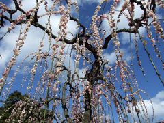 しだれ梅の結城神社～伊勢神宮お参り