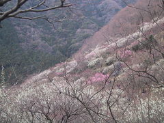 幕山ハイキング＆梅林