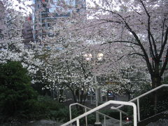 桜色のバンクーバー