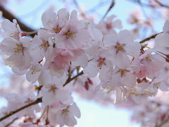 桜咲く春の新宿御苑の爽やかな休日