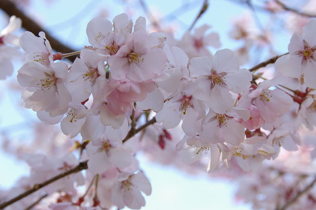 東京での史上3位となる早い桜の開花となった翌日、都会の真ん中にある新宿御苑へ一足早い桜を見に行きました。<br />広大な敷地の中にすでに満開の種の桜も・・・・ソメイヨシノもちらほら咲き始めていました。満開は来週ぐらいでしょうか・・・数日早いものの園内はのんびりゆったりで、温室あり・・池あり・・さまざまな花々ありで、気持ちの良い素敵な休日となりました。<br />
